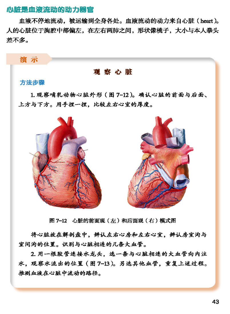心脏